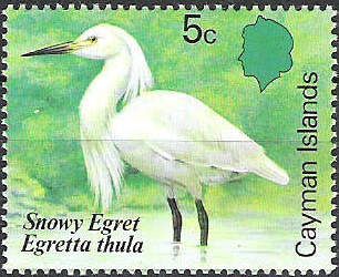 Snowy Egret (Egretta thula)