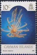 Orange Sea Lily (Nemaster rubiginosa)