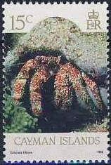 Orange-claw Hermit (Calcinus tibicen)