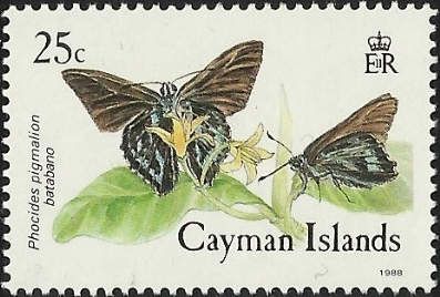 Mangrove Skipper (Phocides pigmalion ssp. batabano)