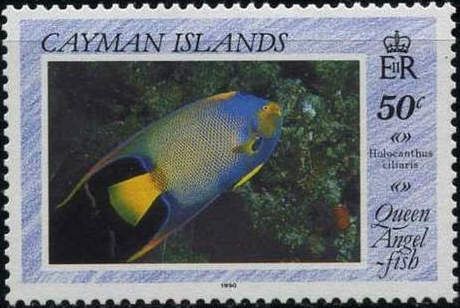 Queen Angelfish (Holacanthus ciliaris)