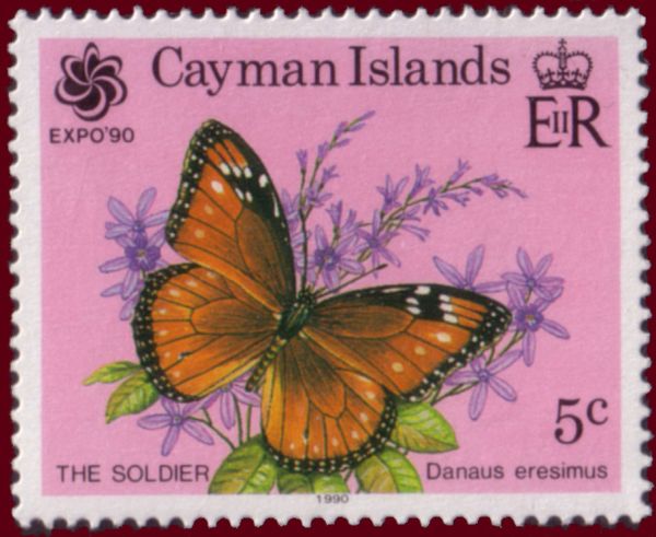 Tropical Queen (Danaus eresimus)