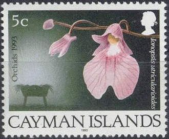 The Crib, Ionopsis utricularioides