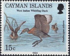West Indian Whistling Duck (Dendrocygna arborea)