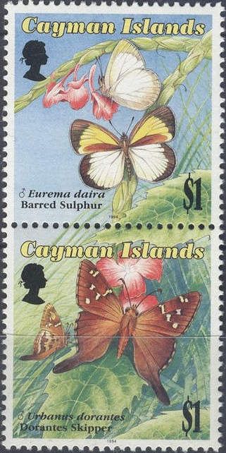 Barred Sulphur (Eurema daira)