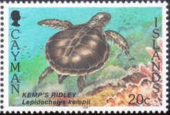 Kemp’s Ridley Sea Turtle (Lepidochelys kempii)