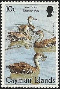 West Indian Whistling Duck (Dendrocygna arborea)