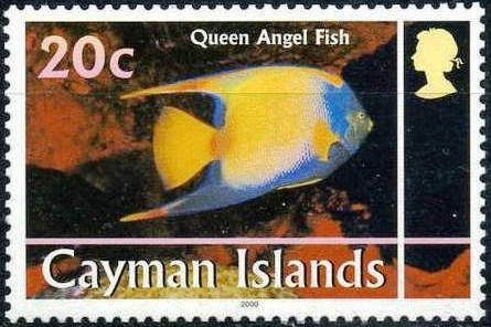 Queen Angelfish (Holacanthus ciliaris)