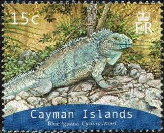 Grand Cayman Blue Iguana (Cyclura lewisi)