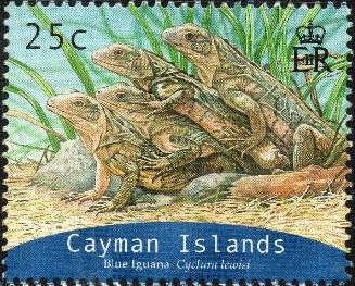 Grand Cayman Blue Iguana (Cyclura lewisi)