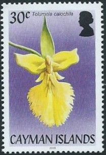 Tolumnia calochila