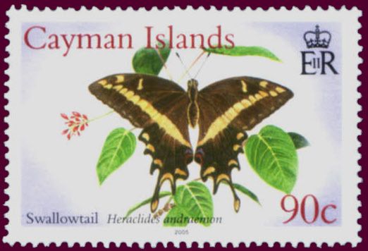 Bahamian Swallowtail (Heraclides andraemon)