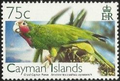 Grand Cayman Parrot (Amazona leucocephala caymanensis)