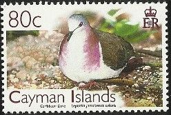 Caribbean Dove (Leptotila jamaicensis collaris)
