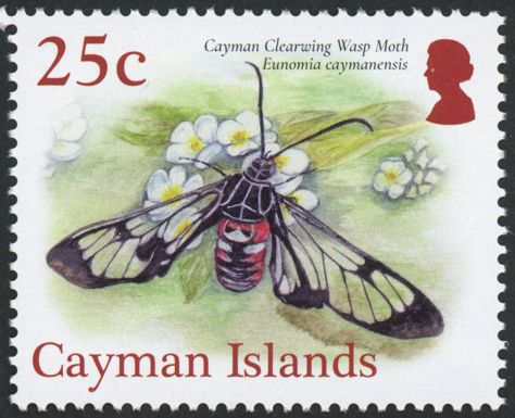 Cayman Clearwing Wasp Moth (Eunomia caymanensis)