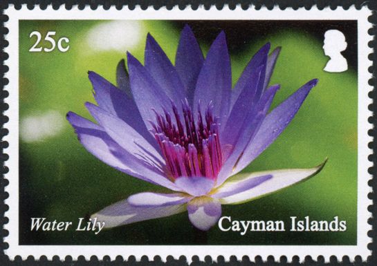 Water Lily