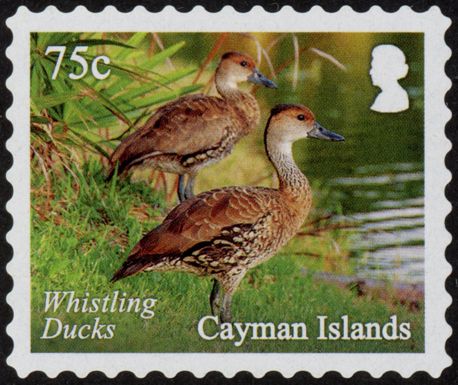 Whistling Ducks (Dendrocygna arborea)
