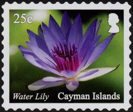 Water Lily