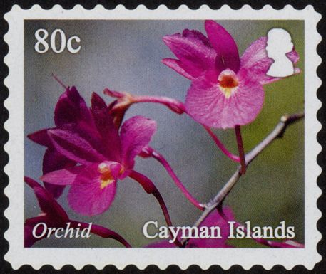 Orchids