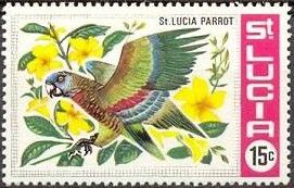 St. Lucia Parrot (Amazona versicolor)