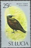 Brown Noddy (Anous stolidus)