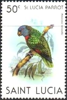 St. Lucia Parrot (Amazona versicolor)