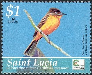Saint Lucia Pewee (Contopus latiristris boberi)