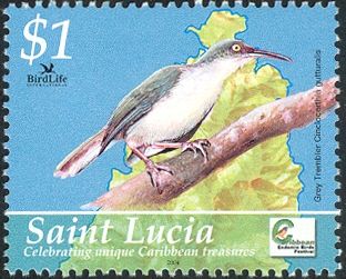 Grey Trembler (Cinclocerthia gutturalis)