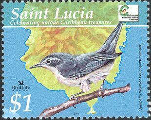 Semper's Warbler (Leucopeza semperi)