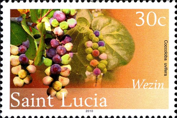 Wezin (Coccoloba uvifera)