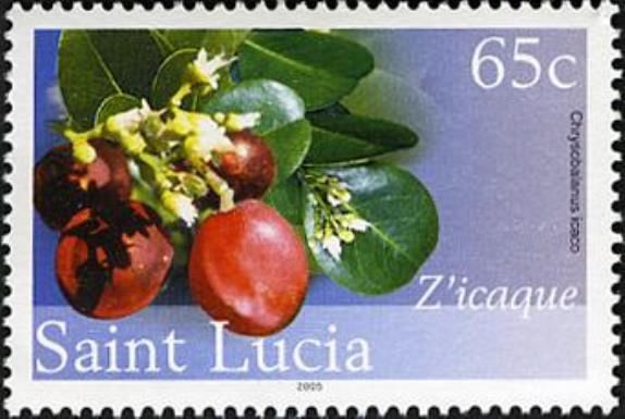 Z'icaque or Cocoplum (Chrysobalanus icaco)