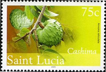 Cashima or Custard Apple (Annona reticulata)