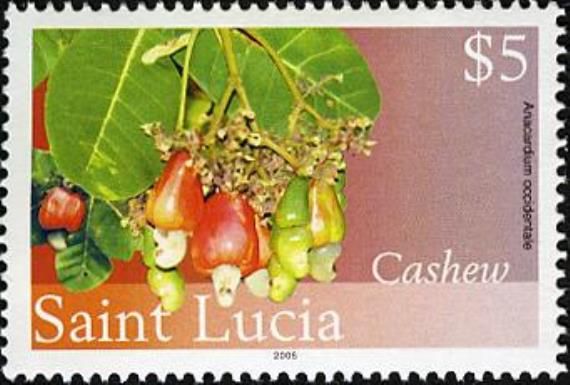 Cashew (Anacardium occidentale)