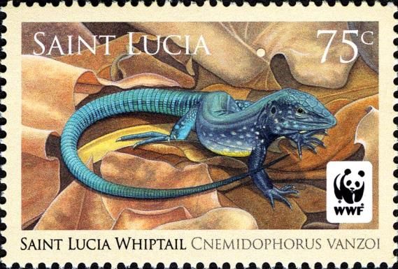 Male Whiptail Lizard (Cnemidophorus vanzoi)