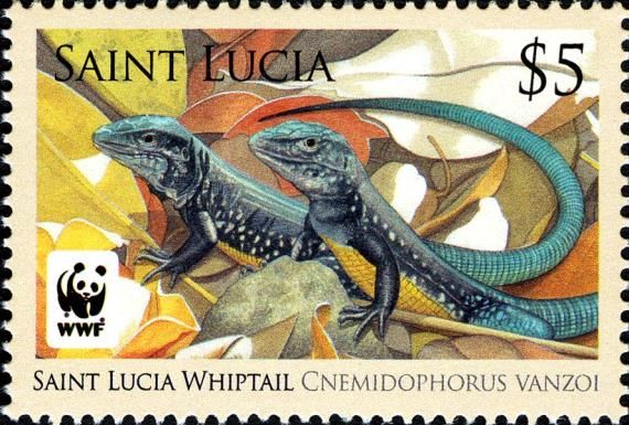 Two Male Lizards (Cnemidophorus vanzoi)