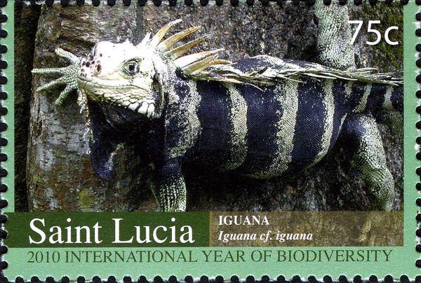Iguana (Iguana iguana)