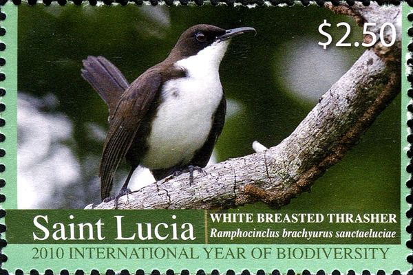 White-breasted Thrasher (Ramphocinclus brachyurus)