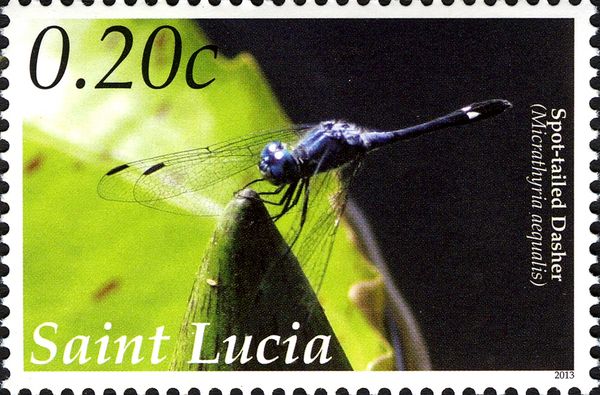 Spot-tailed Dasher (Micrathyria aequalis)