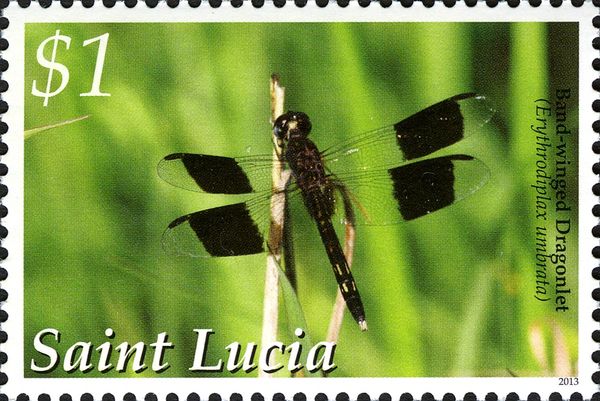 Band-winged Dragonlet (Erythrodiplax umbrata)