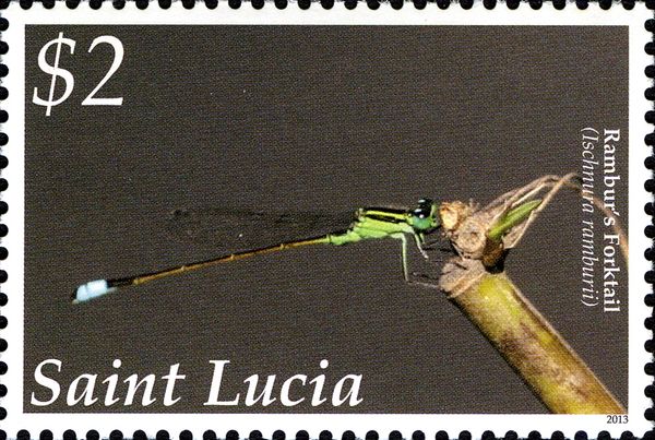Rambur's Forktail (Ischnura ramburii)
