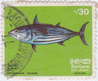 Skipjack Tuna (Katsuwonus pelamis)