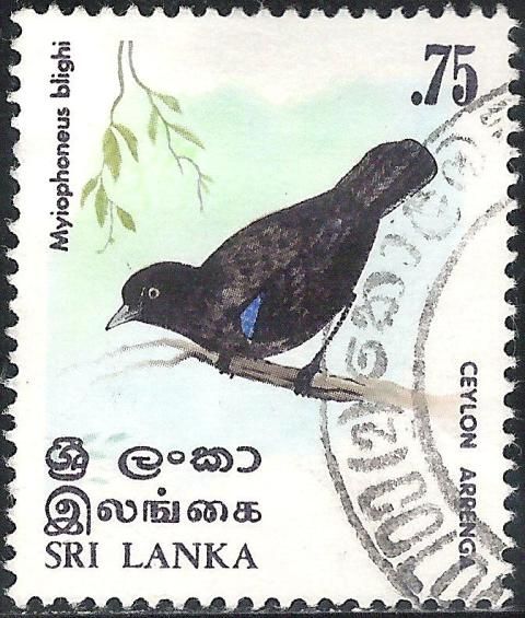 Sri Lanka Whistling-thrush (Myophonus blighi)