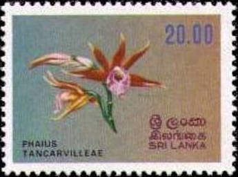 Nun orchid (Phaius tankervilleae)