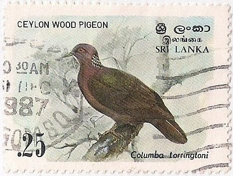 Ceylon Wood Pigeon (Columba torringtoni)