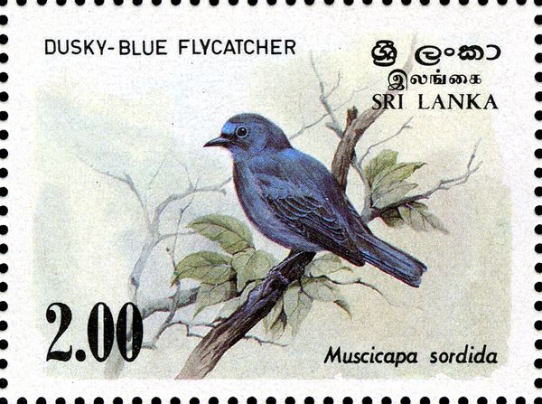 Dusky-blue Flycatcher (Muscicapa sordida)