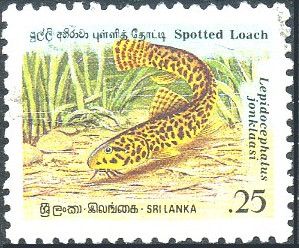 Spotted Loach (Lepidocephalus jonklaasi)