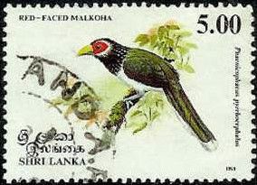 Red-faced Malkoha (Phaenicophaeus pyrrhocephalus)