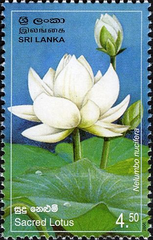 Provincial Flowers of Sri Lanka - Sacred Lotus