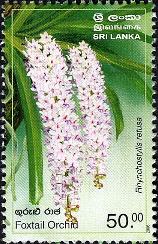 Provincial Flowers of Sri Lanka - Foxtail Orchid