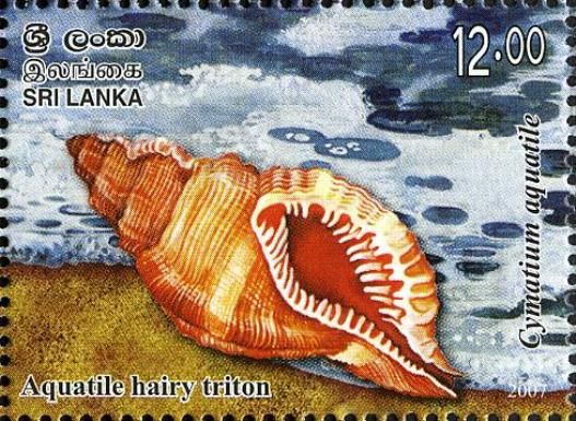 Cosmopolitan Hairy Triton (Cymatium aquatile)